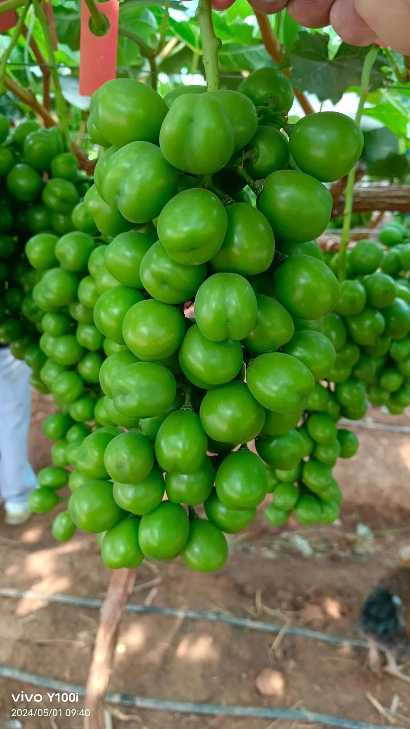 先正達(dá)集團(tuán)中國 優(yōu)質(zhì)農(nóng)資肥料熱銷，助力現(xiàn)代農(nóng)業(yè)騰飛